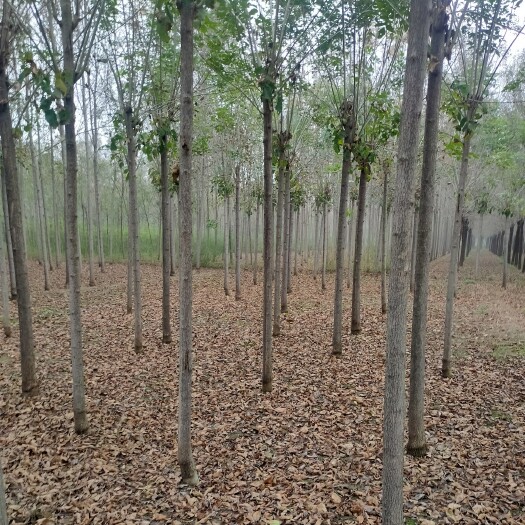 惠民县速生白蜡 白蜡树，白蜡，2公分18公分