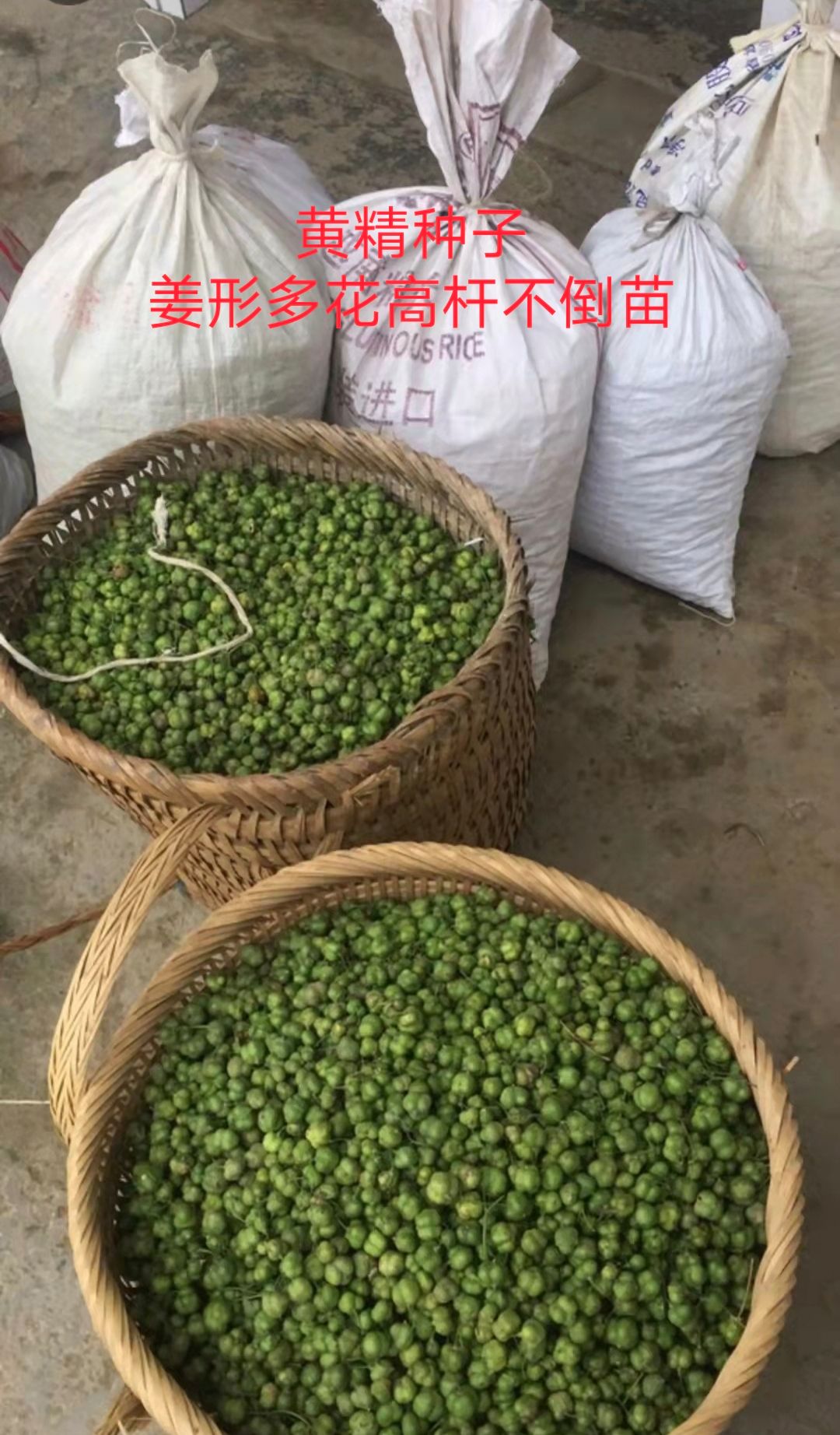 黄精种子 姜形多花高杆不倒苗