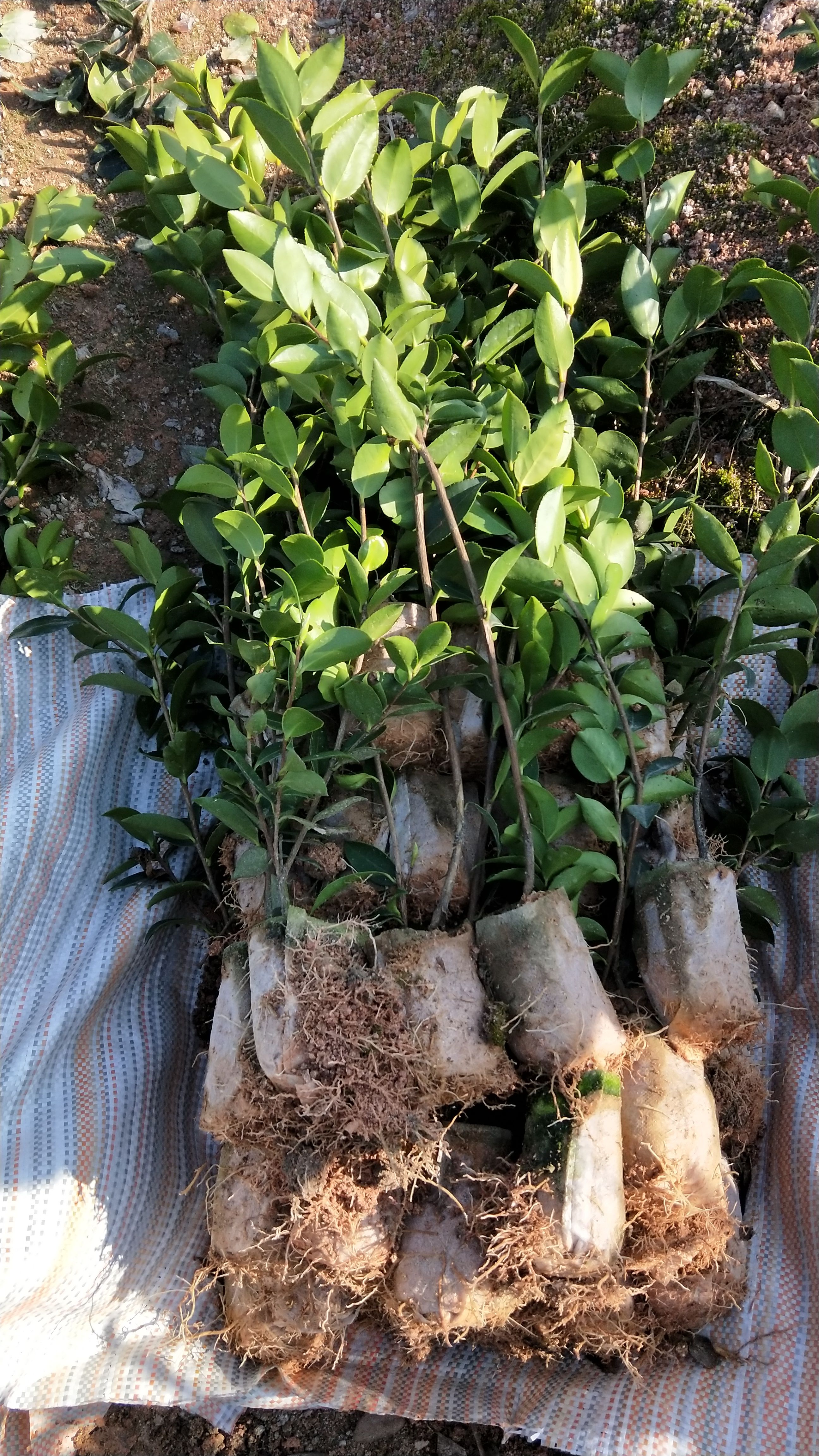 油茶树苗，产地，湖南，攸县。产量高，基地直供