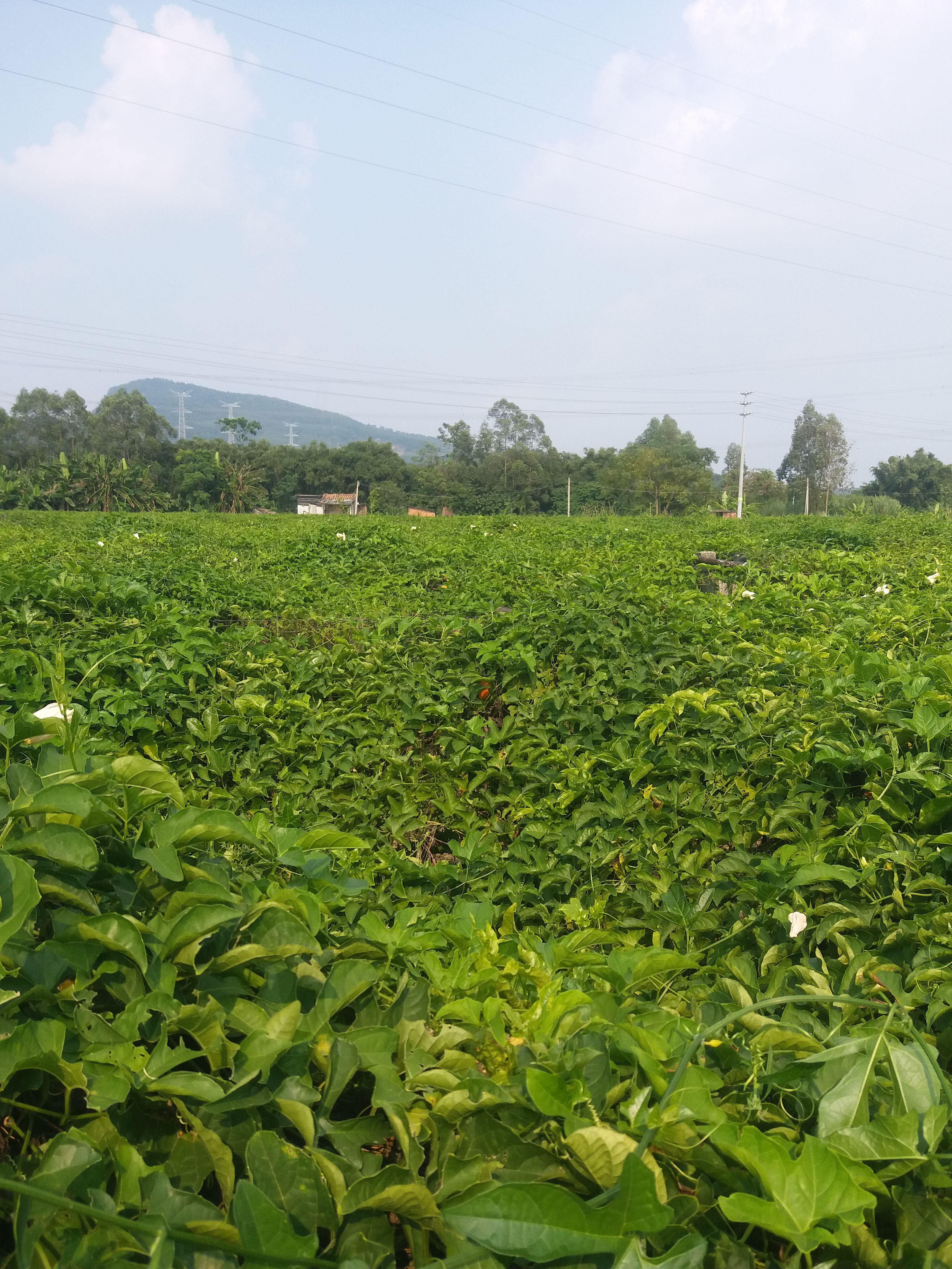 广东江门木鳖果，自产自销，新鲜采摘