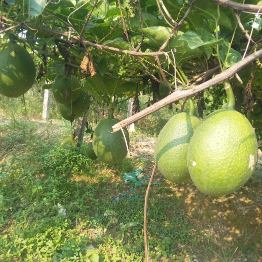 广东江门木鳖果，自产自销，新鲜采摘