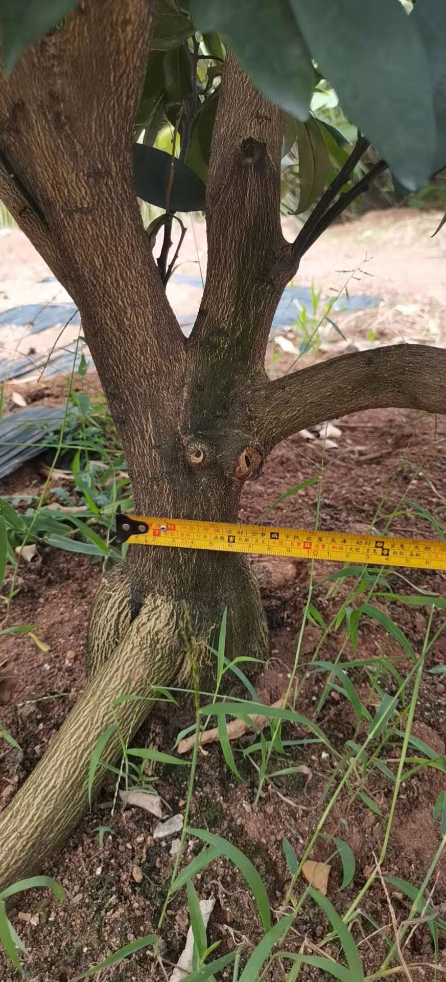 卡拉卡拉红肉脐橙苗  4年红肉脐橙挂果大树可带土球