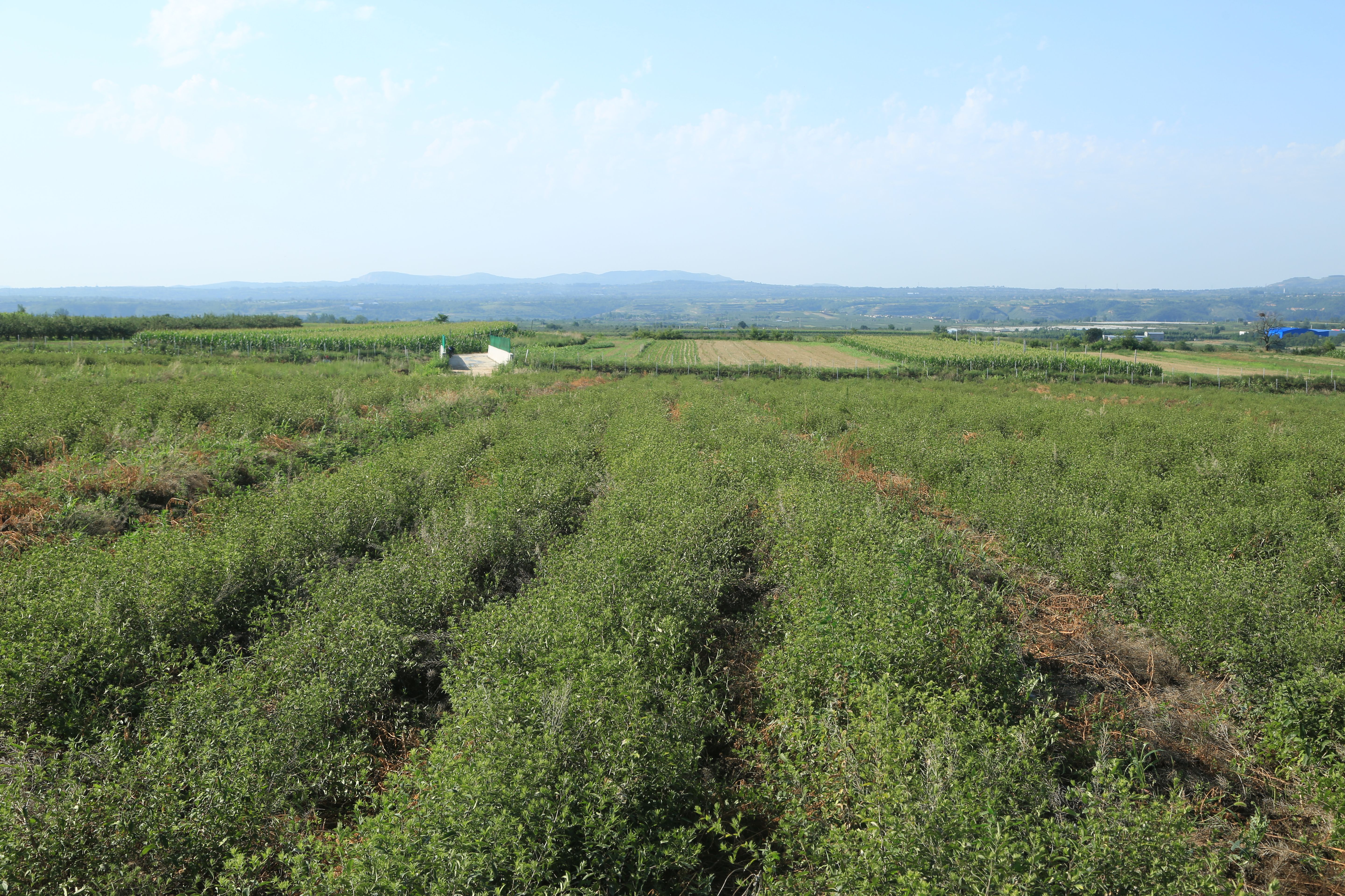 北苍术苗，道地朱砂点北苍术种苗，苍术苗