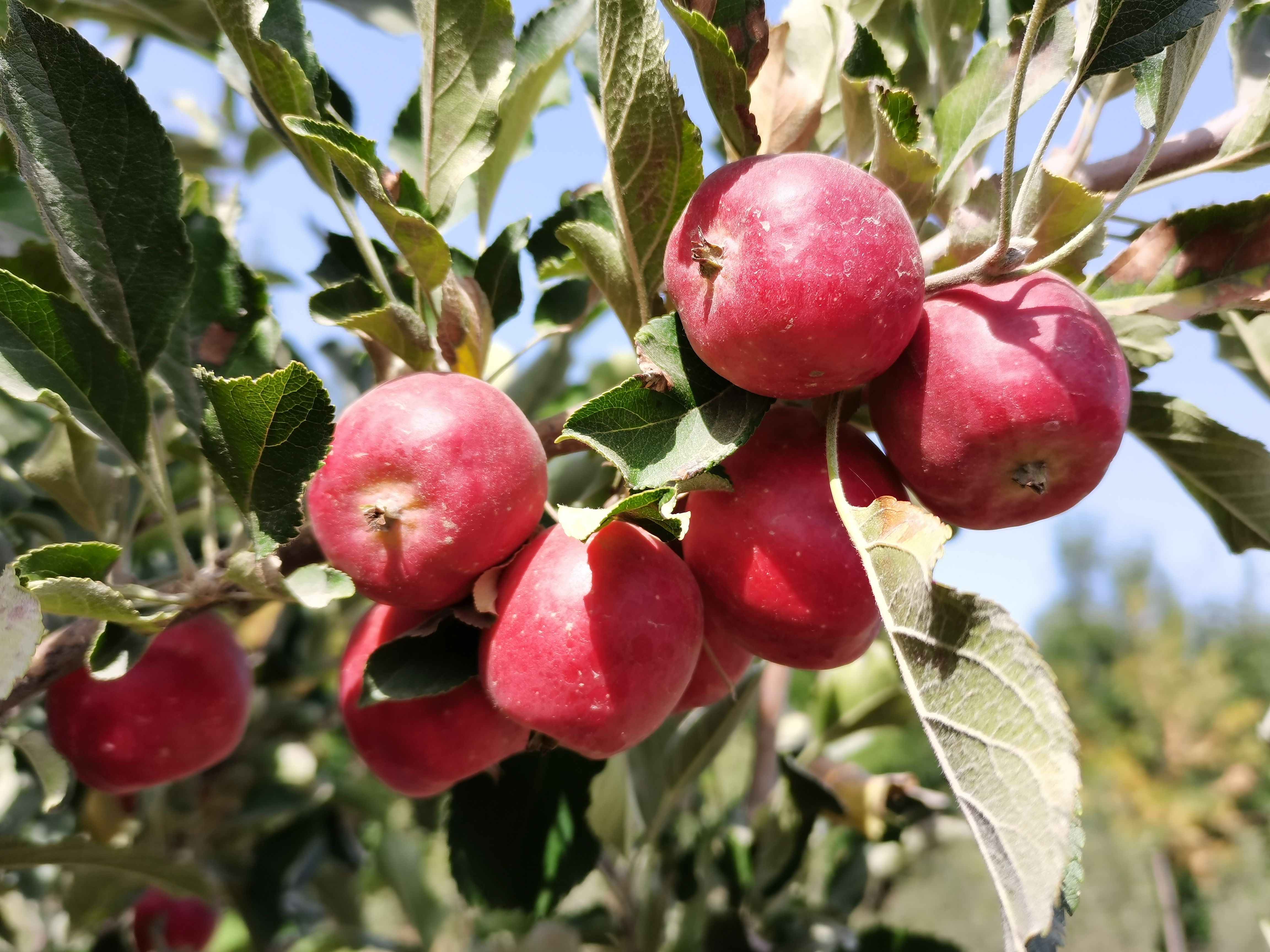 鸡心果苹果  日本乙女小苹果【珍珠苹果】