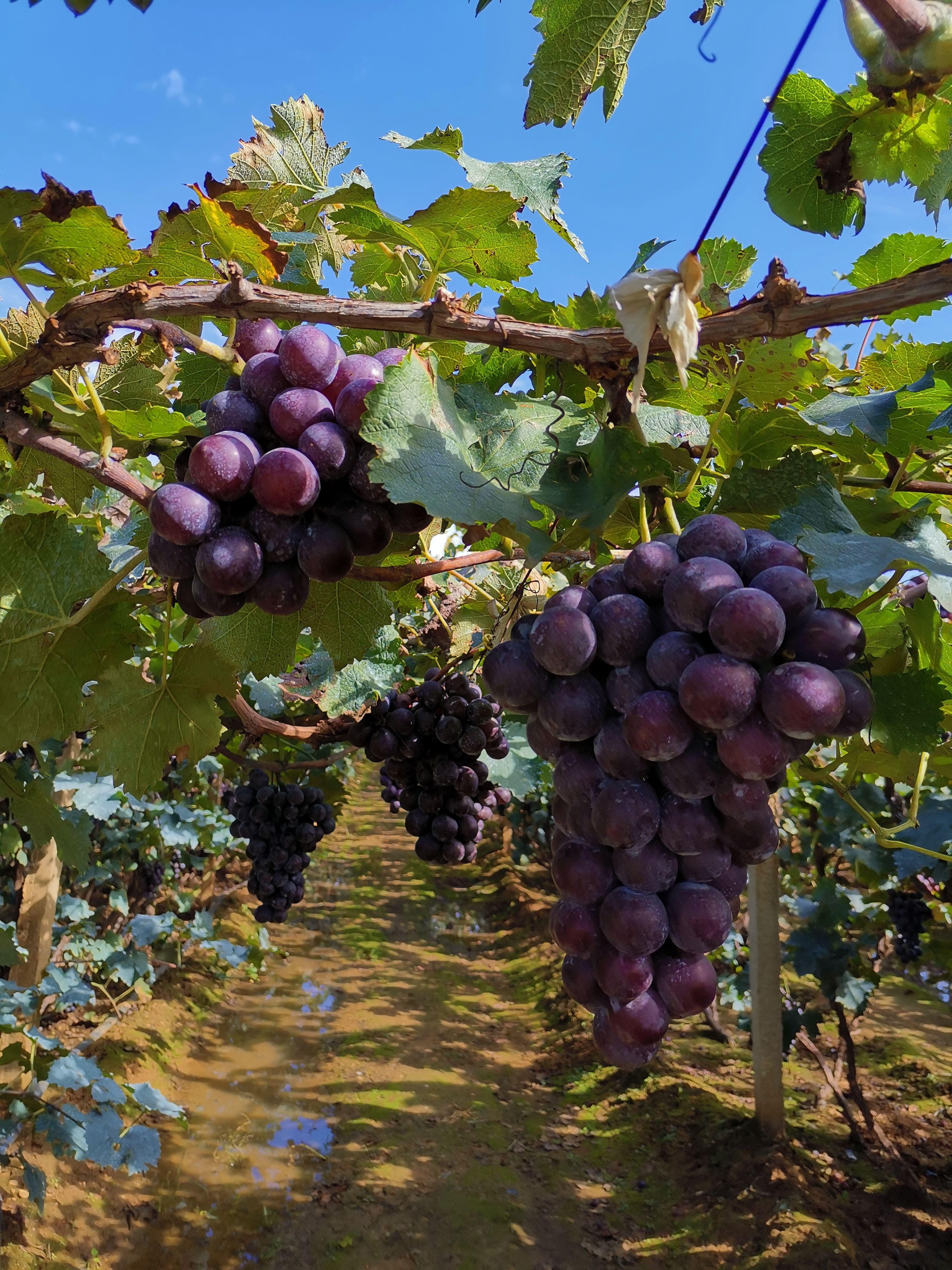 产地 辽宁省营口市盖州市 品种名 巨峰葡萄