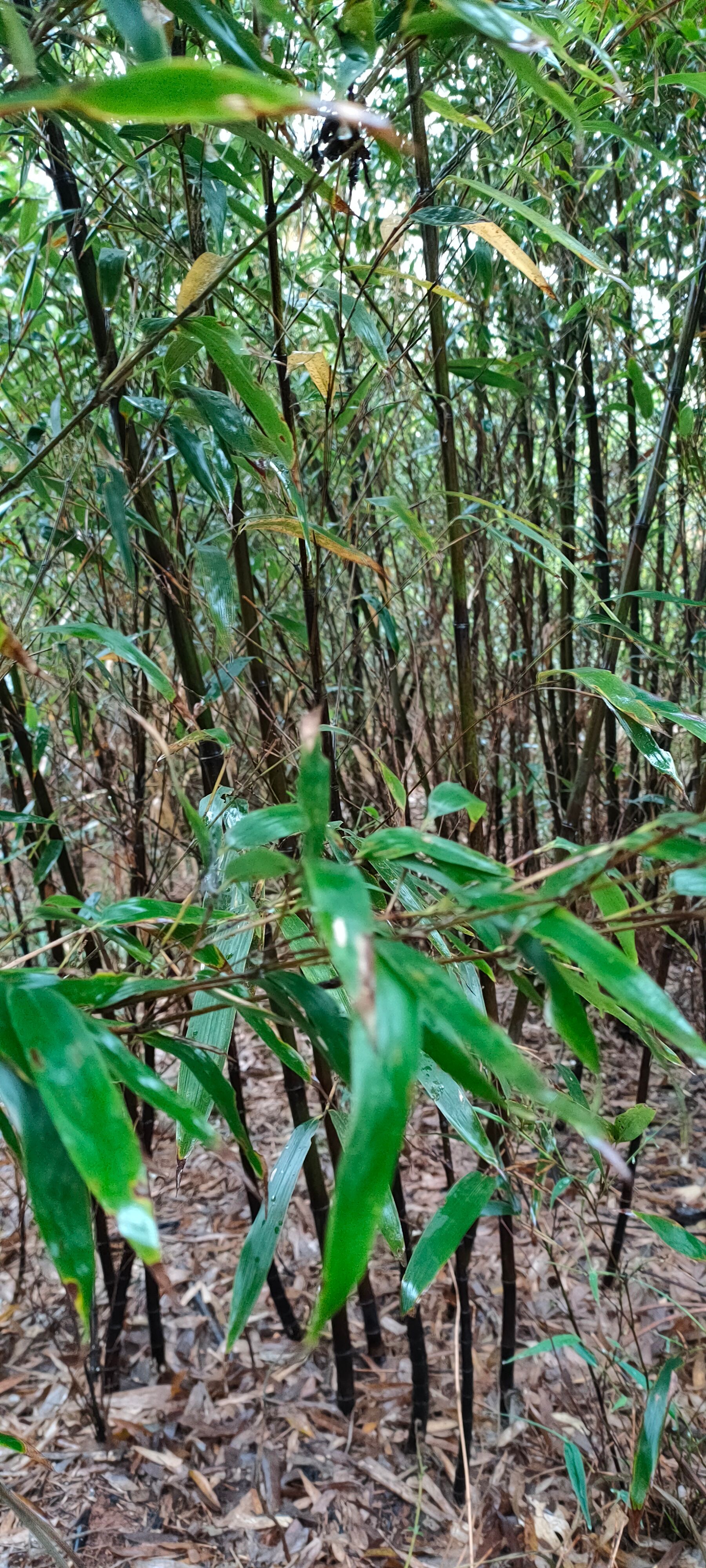金竹 竹子