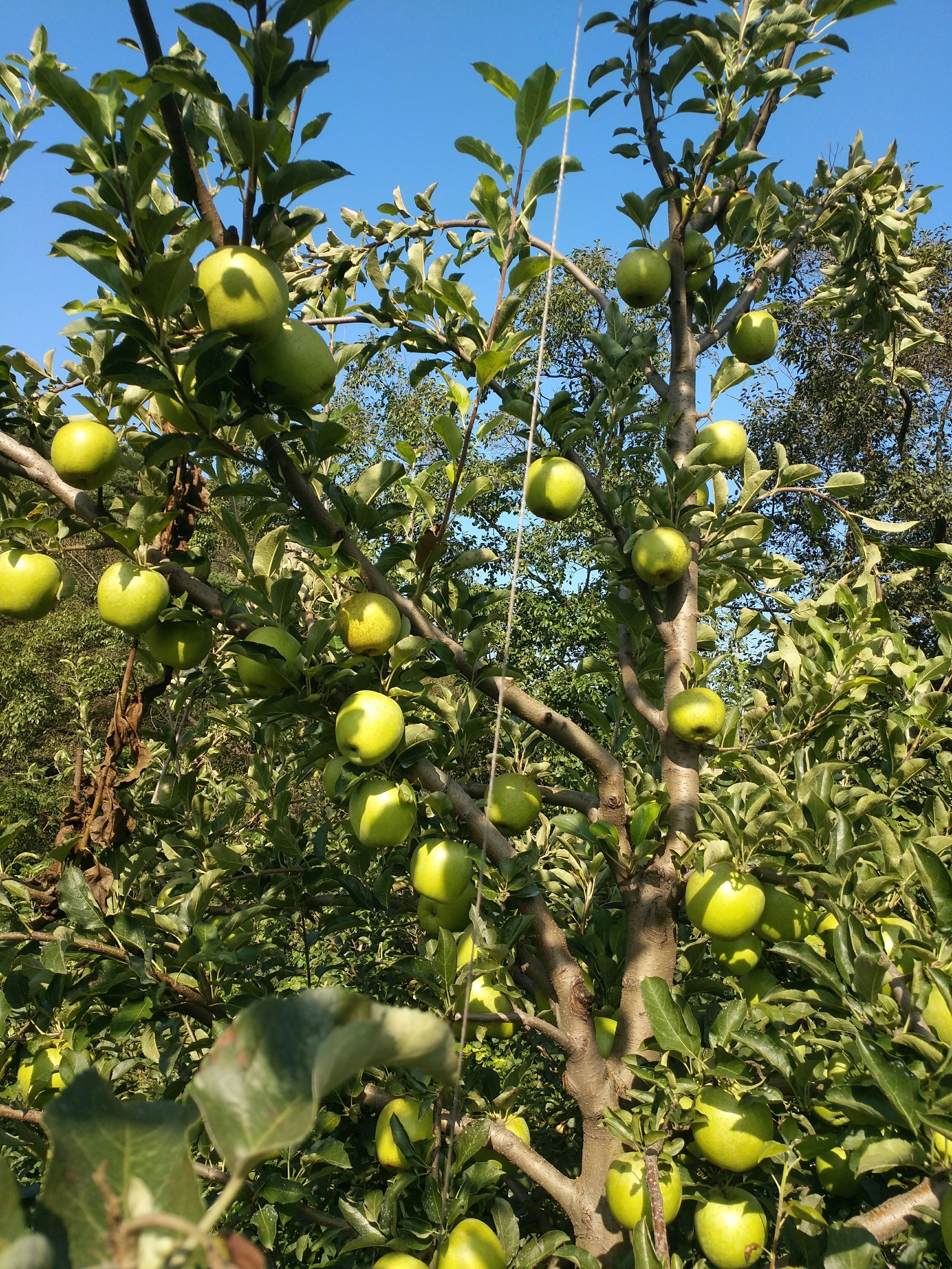 王林苹果