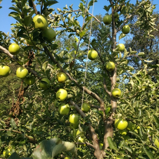 大连王林苹果