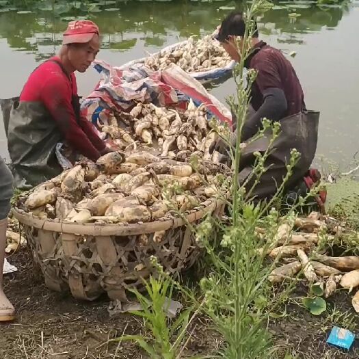 钟祥市鄂莲6号  湖北富硒莲藕种植基地
