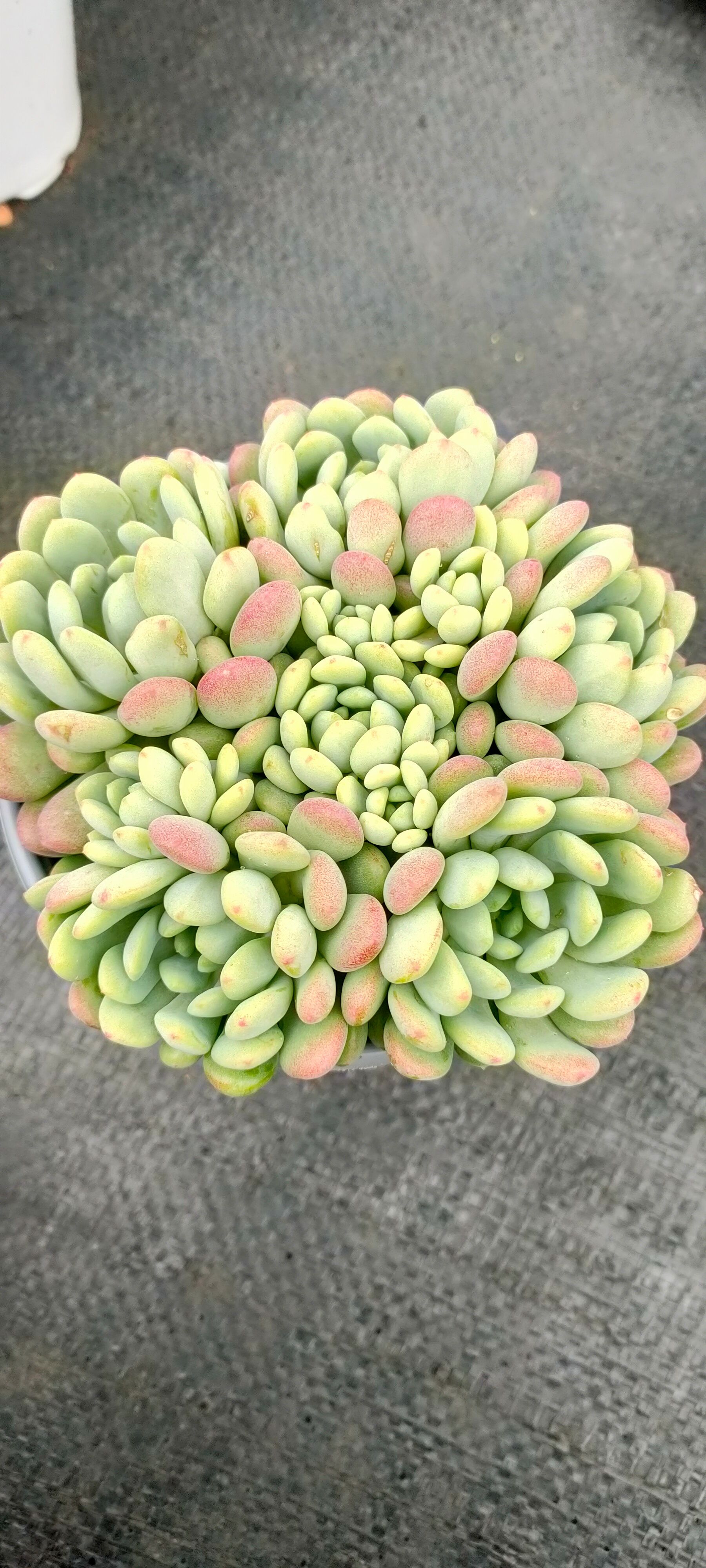 多肉植物 小红蛋120盆