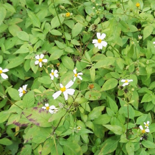 中山市 自家农院鬼针草，各种类型，新鲜鬼针草，水养鬼针草，中药鬼针草