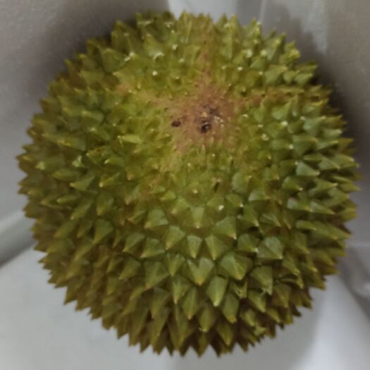 深圳猫山王榴莲  D197马来猫山王液氮保鲜榴莲现货批发零售产地直营一件代发