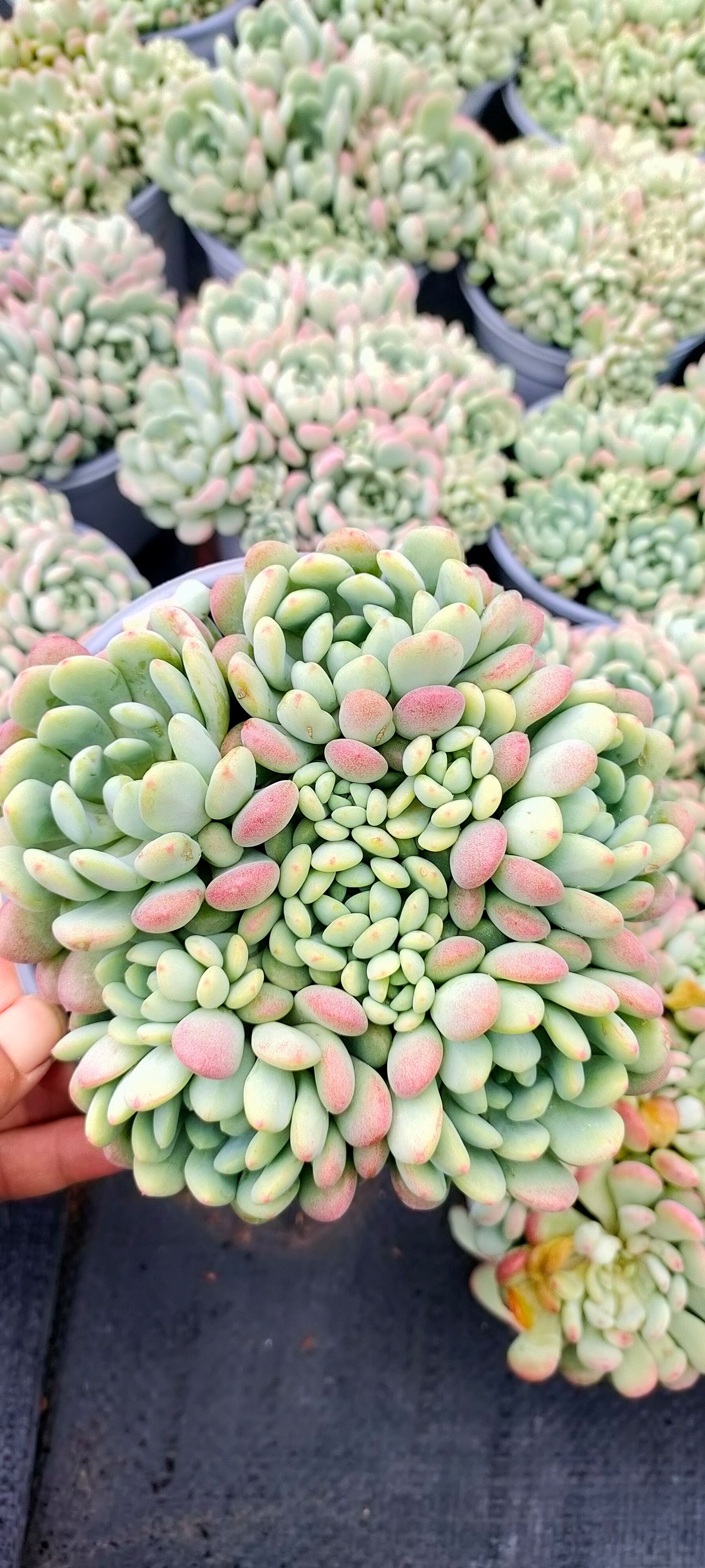 多肉植物 小红蛋120盆