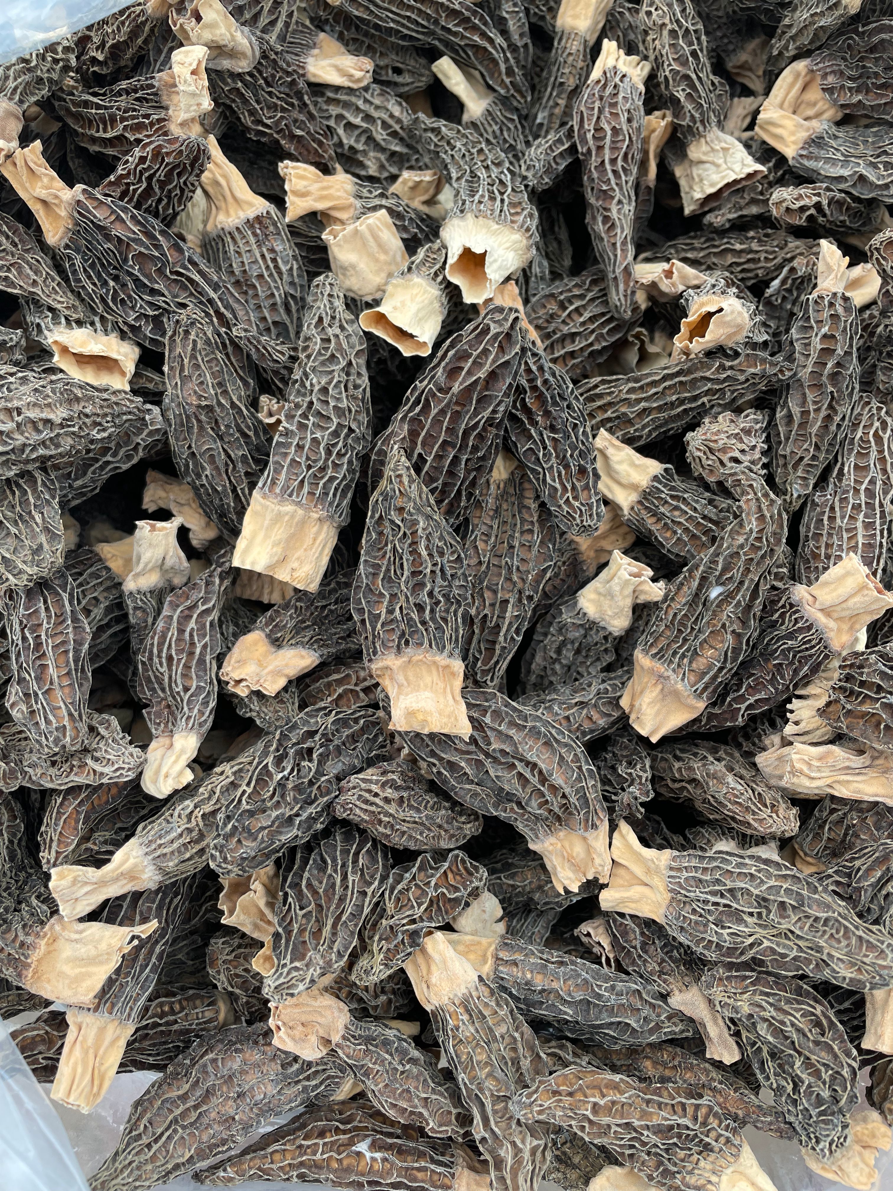 羊肚菌，羊肚蘑、编笠菌、羊肚菜，陕西自产自销羊肚菌干货。