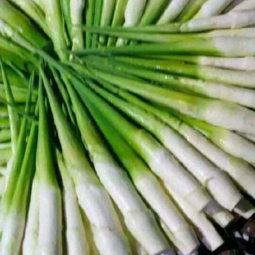 桃江县茭白