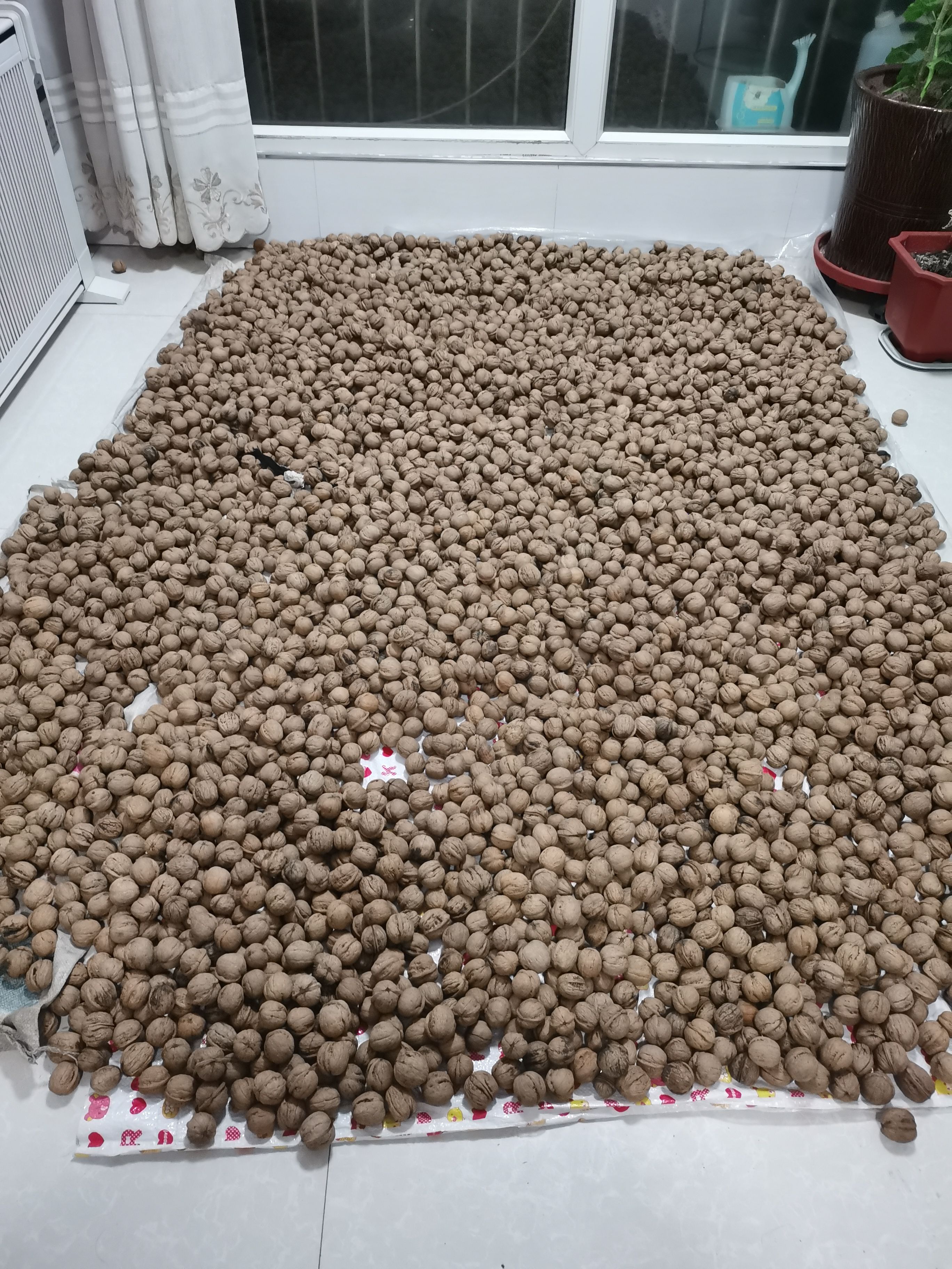 自家生产的优质已脱皮绵核桃，肉厚，口感细腻柔软。湿