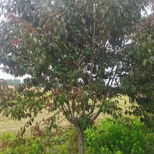 菏泽红叶碧桃  原地一年大冠精品碧桃