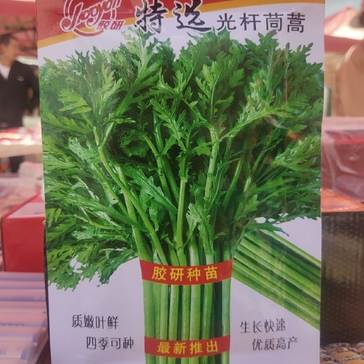 玉溪光杆茼蒿种子
