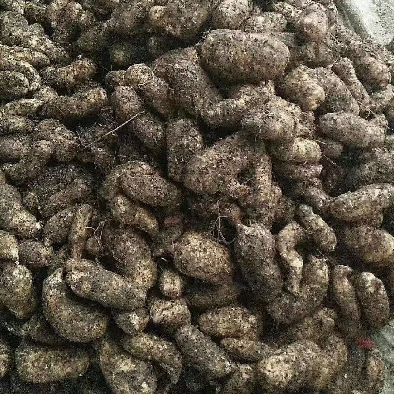 鲜天麻乌天麻，小草坝天麻