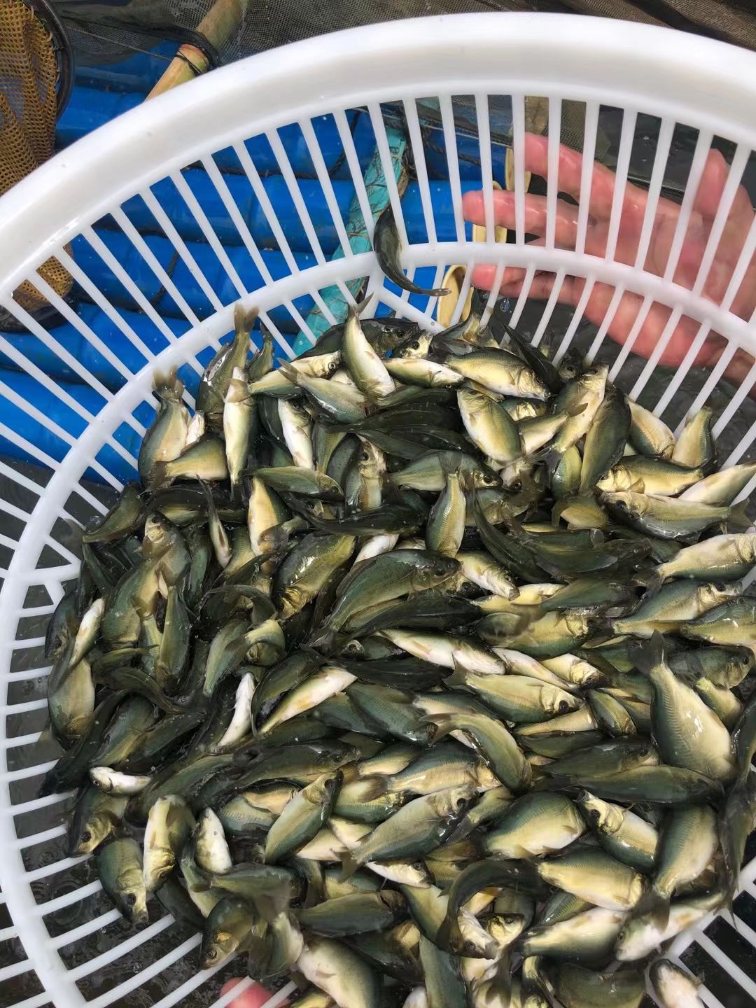 优质裸鲤鱼苗供应