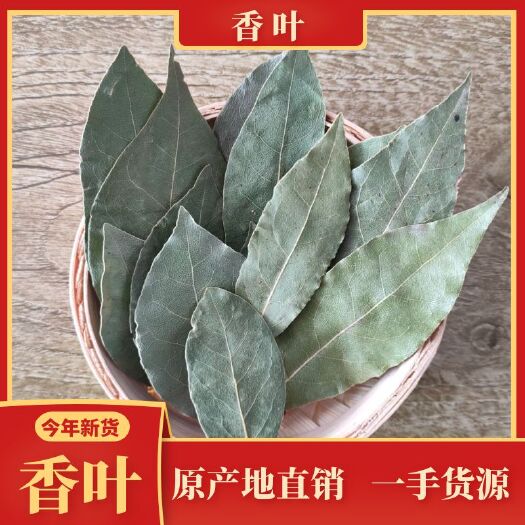 灵川县香叶  特绿月桂叶 天然 香料 大料 调料 产地直销批