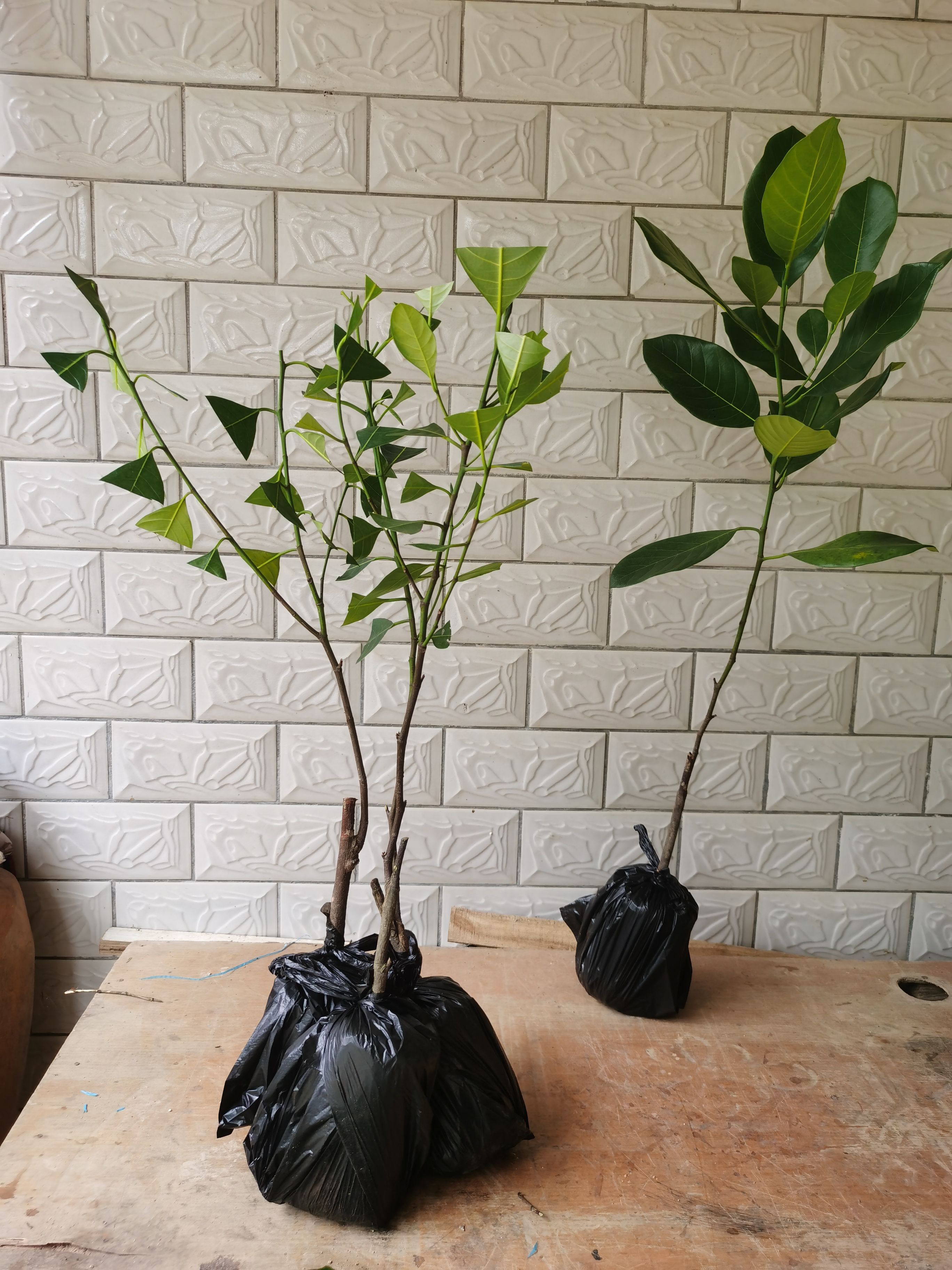 12号红肉菠萝蜜苗，嫁接苗