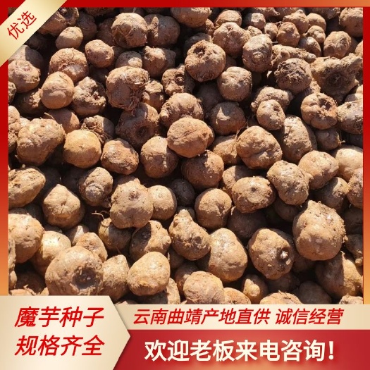 富源县 大量批发基地花魔芋，魔芋种子，全国发货周边送货，量大从优。