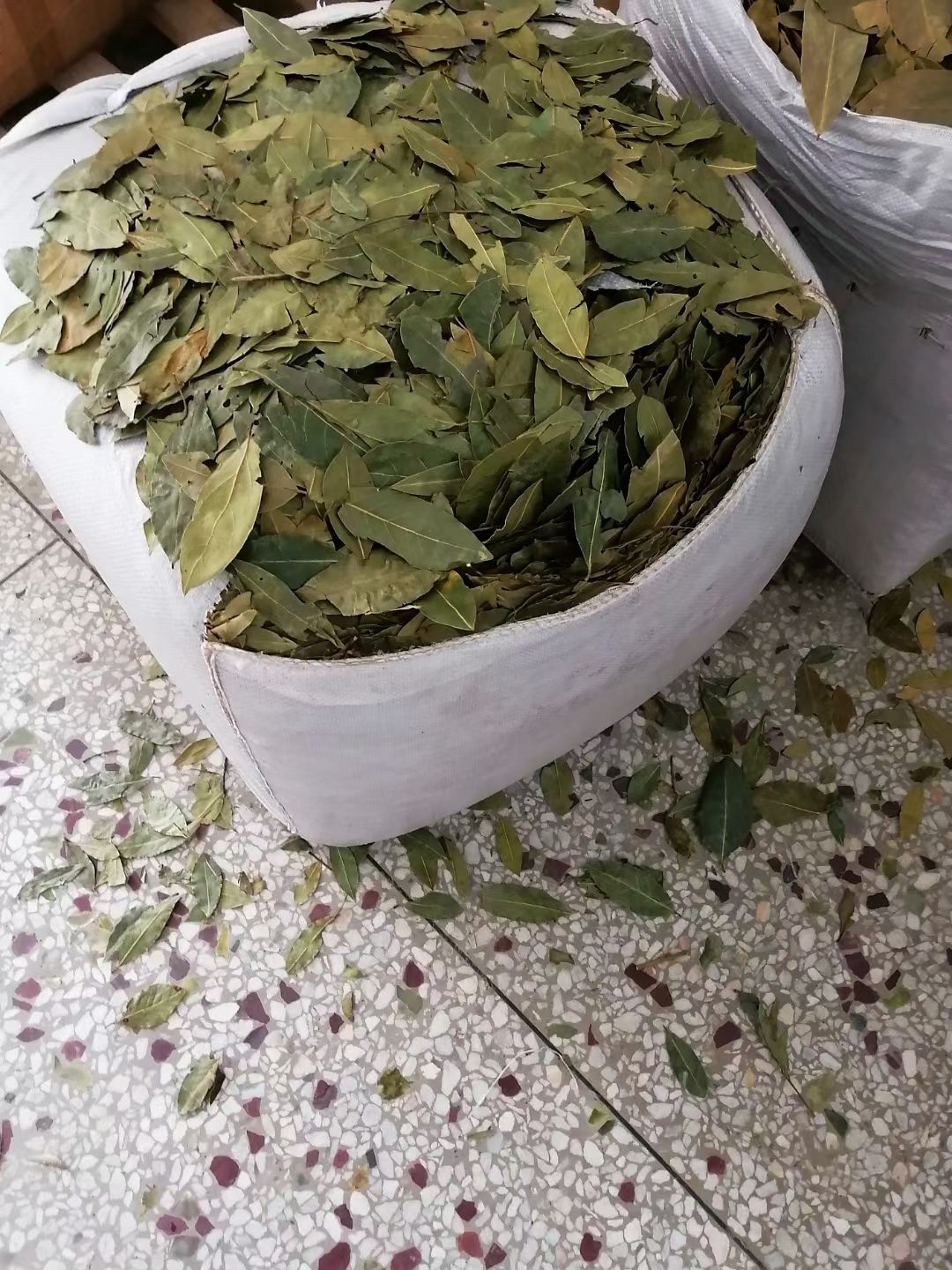 香叶  特绿月桂叶 天然 香料 大料 调料 产地直销批