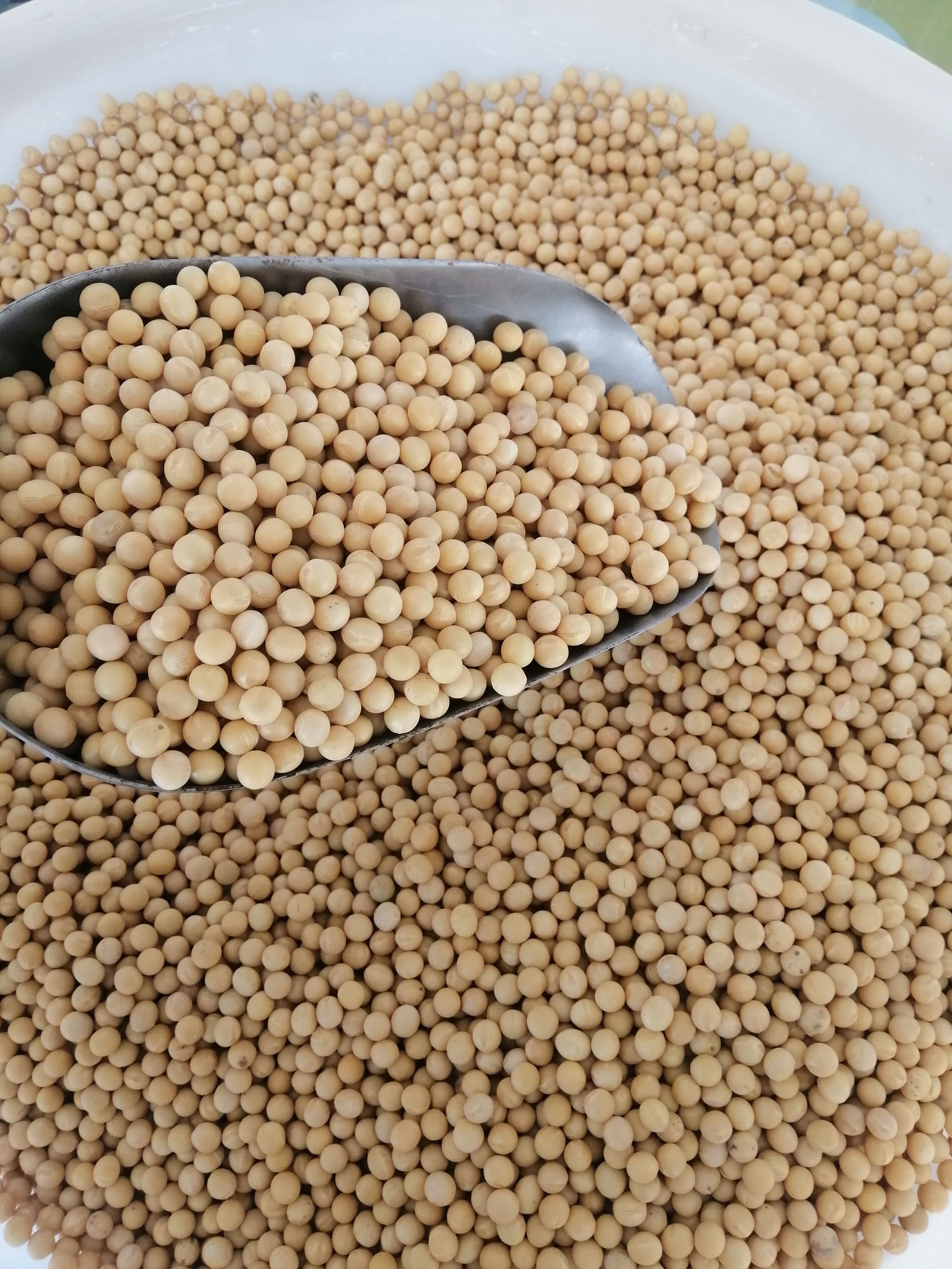 东北大豆，蛋白大豆，商品豆，油粮