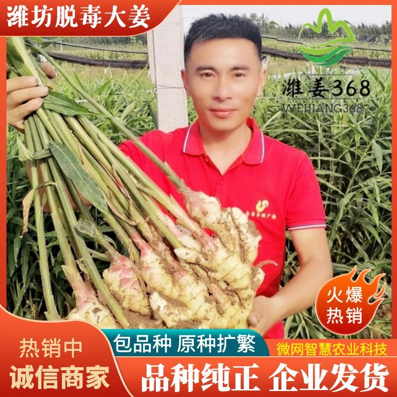 全国名特优新农产品潍坊姜种脱毒姜种昌乐生姜全国诚招育种基地