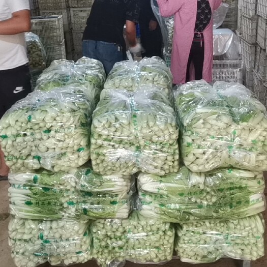 曹县上海青  精品油菜，快菜，出菜中