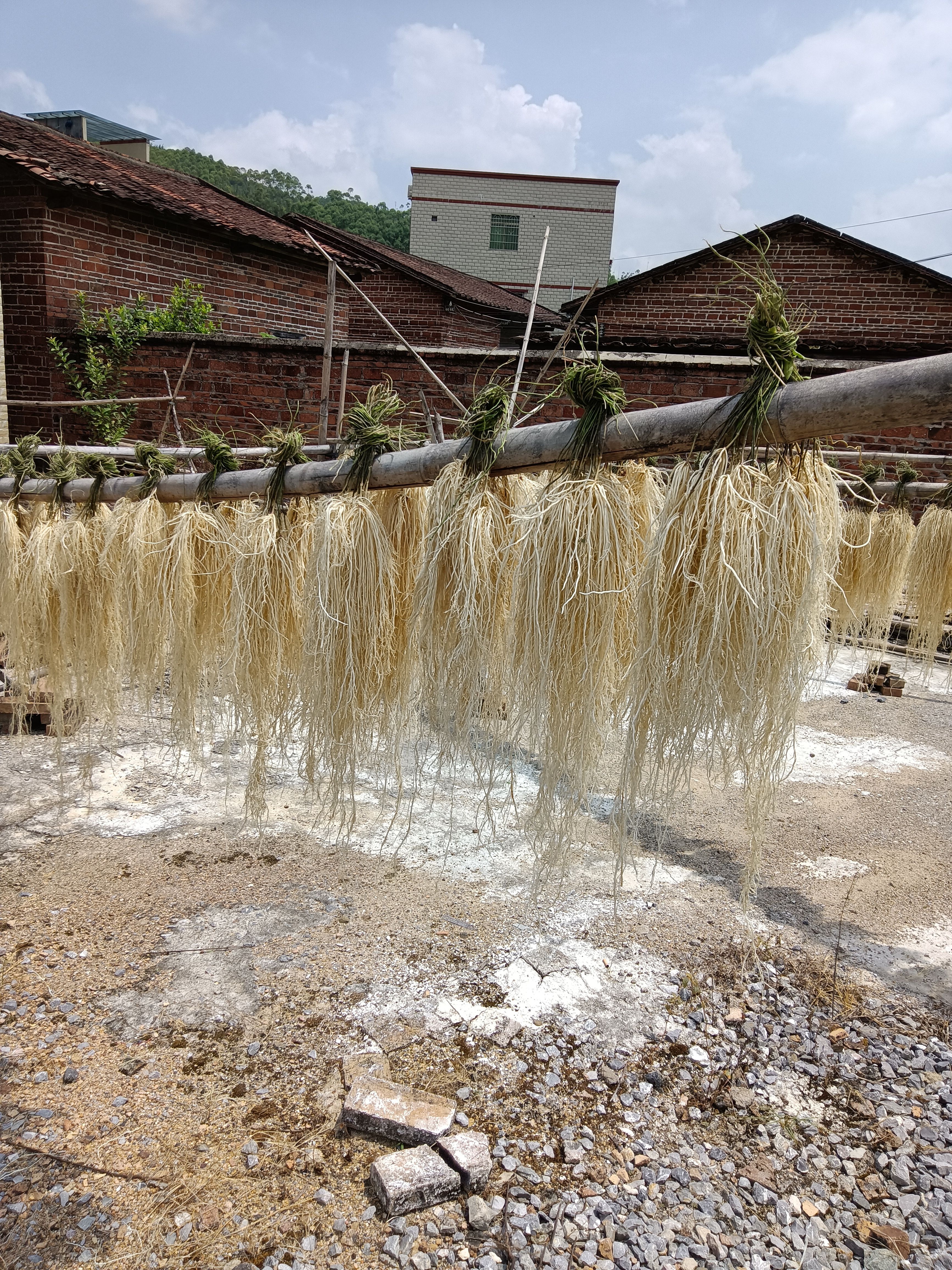 龙须草  养肝草，小包装，一包10小扎一件