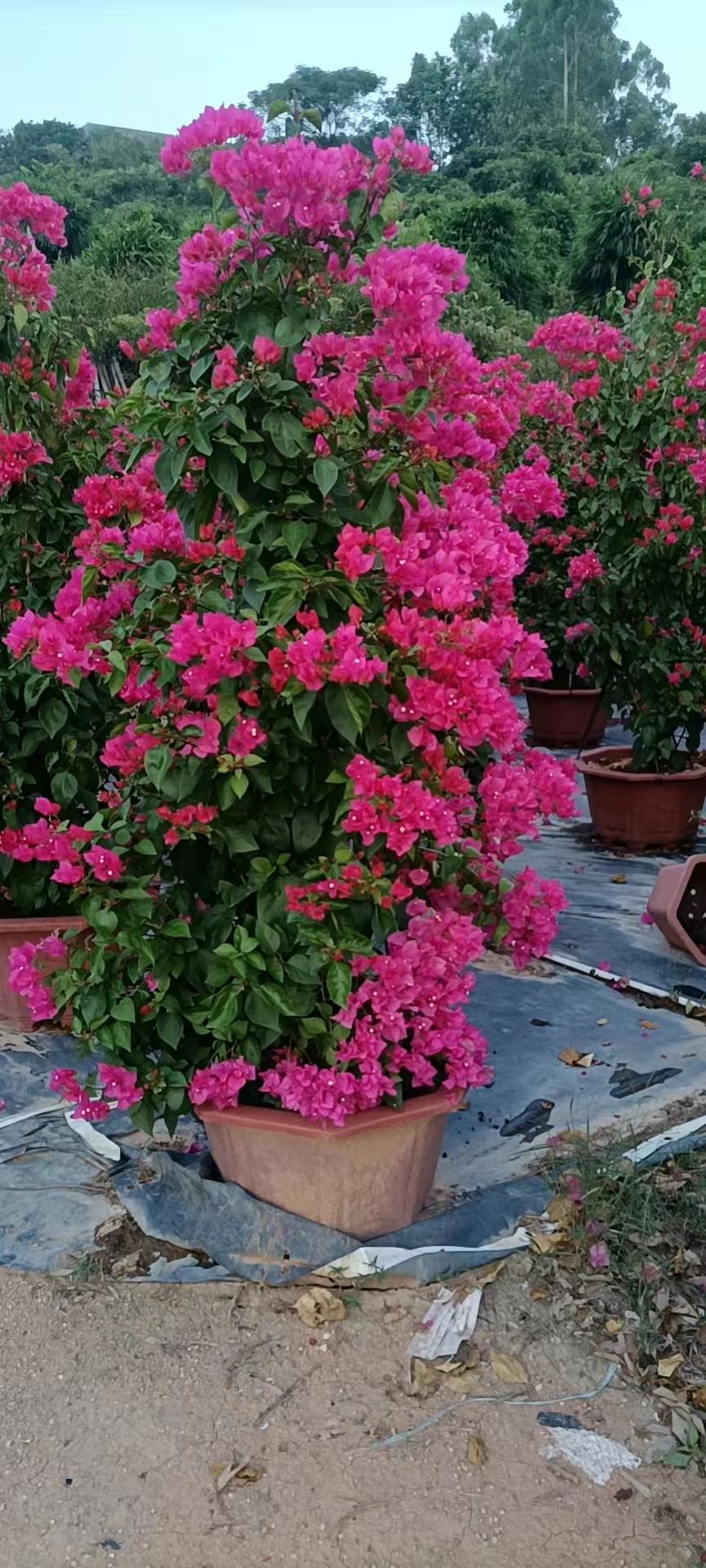 同安红三角梅  自产自销