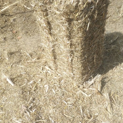 平罗县秸秆饲料  柔丝除尘玉米秸秆，无土，无膜，