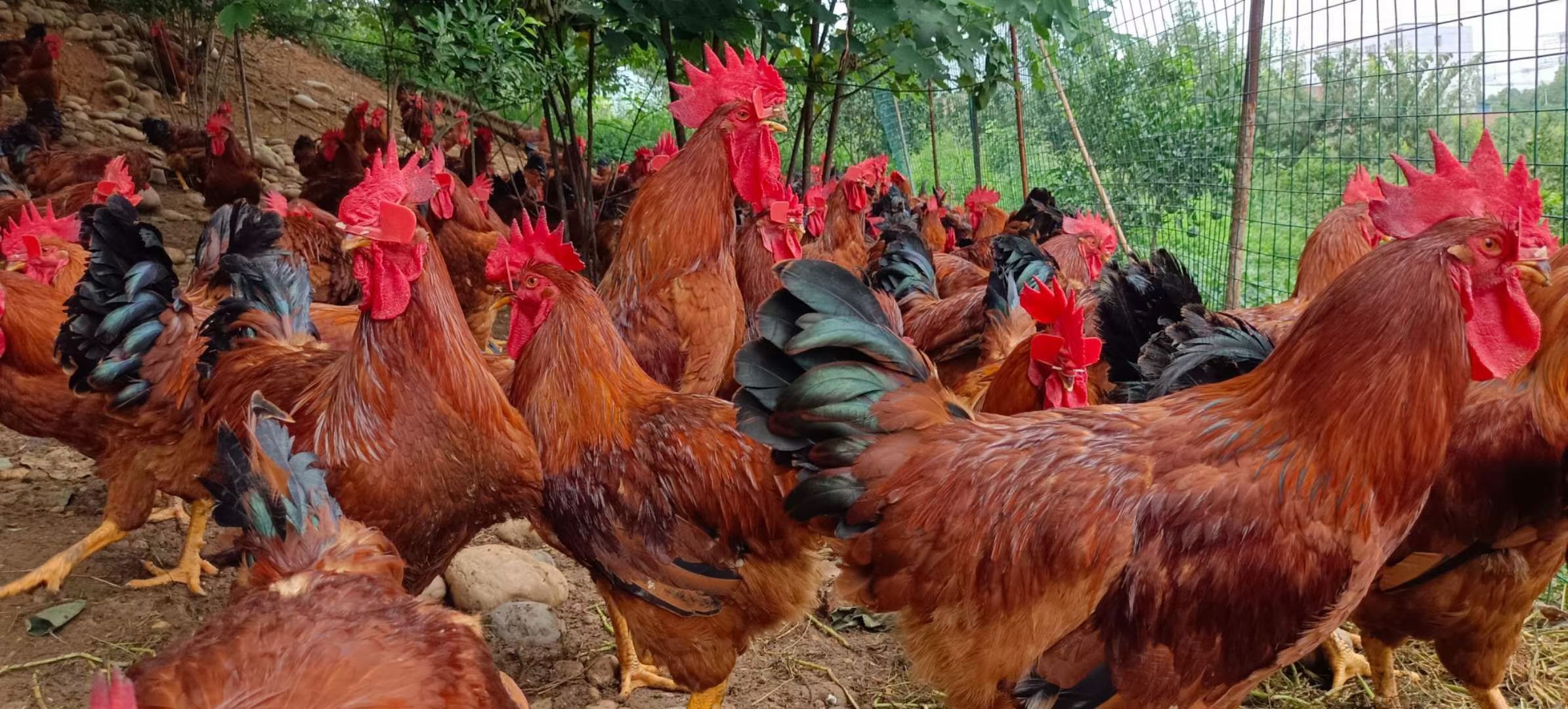 土鸡苗  九斤黄鸡苗  九斤红鸡苗脱温鸡苗  四川脱温肉鸡苗