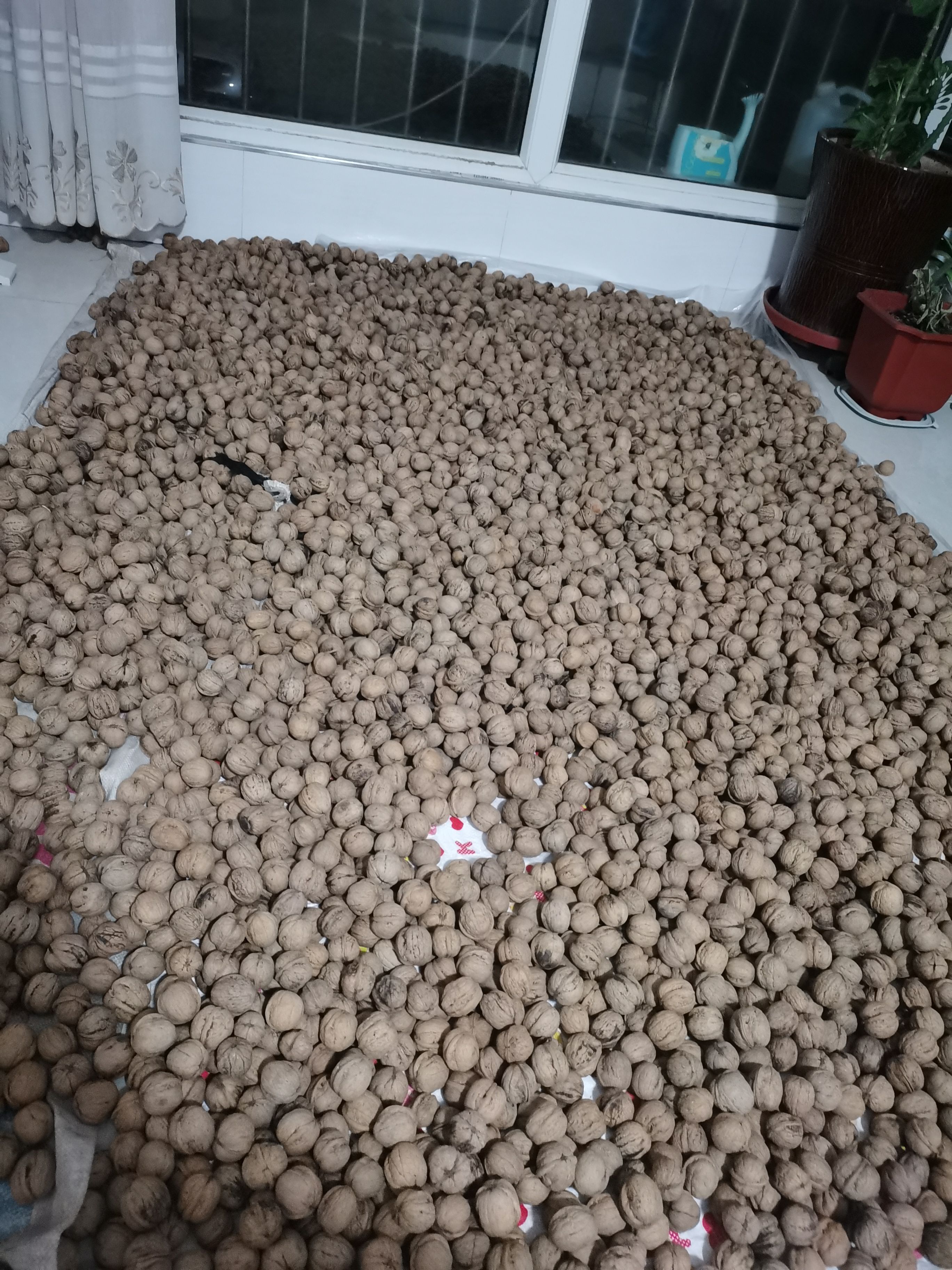 自家生产的优质已脱皮绵核桃，肉厚，口感细腻柔软。湿
