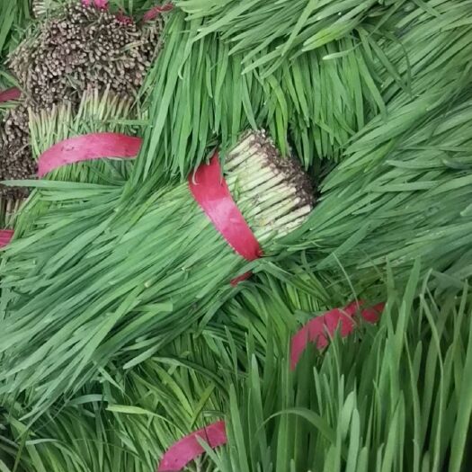 滑县大叶韭菜 二茬 现割现发 保质保量