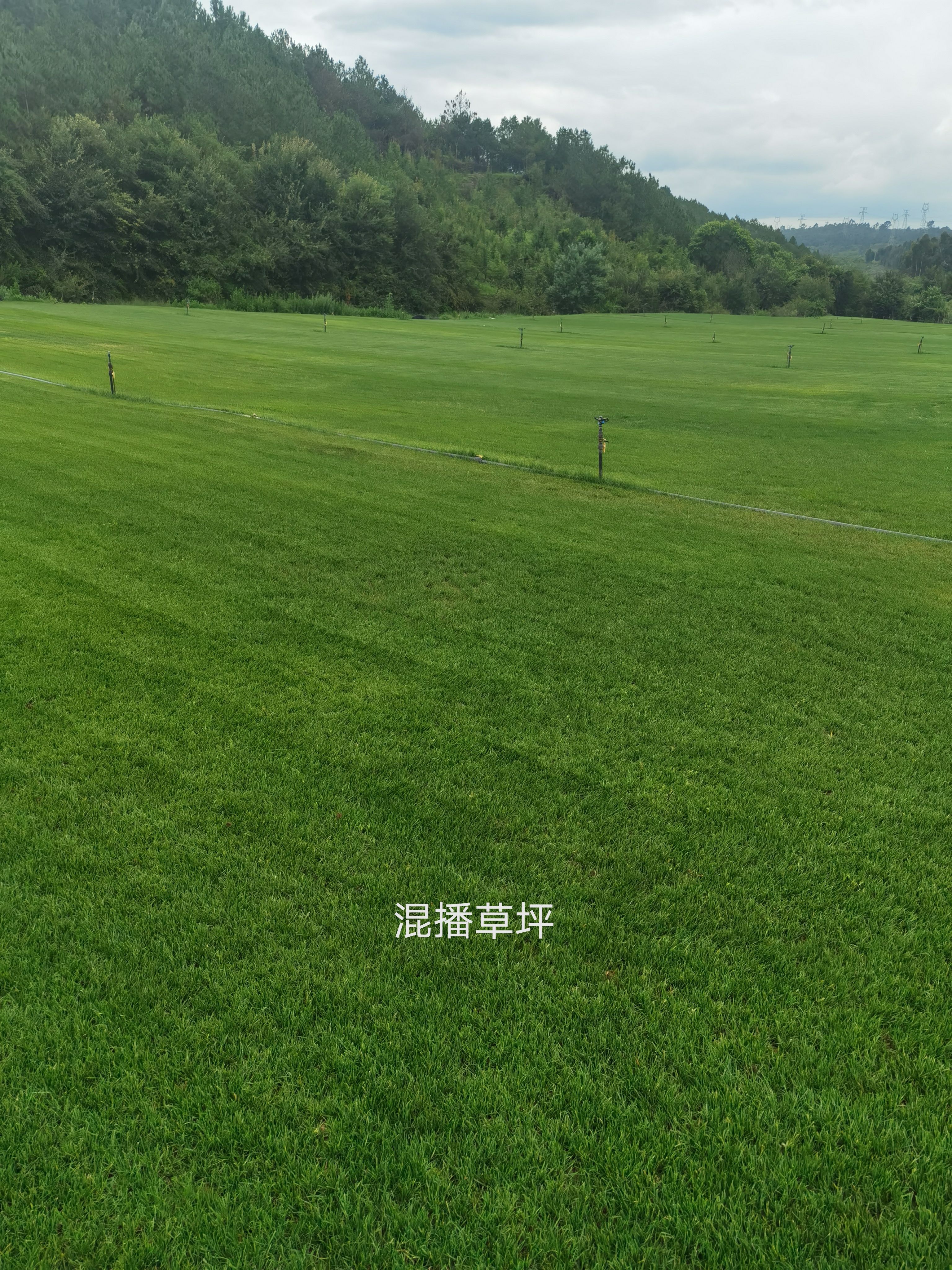 黑麦草 精品混播