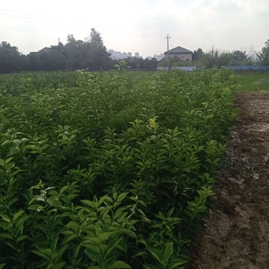富顺县药枳壳苗