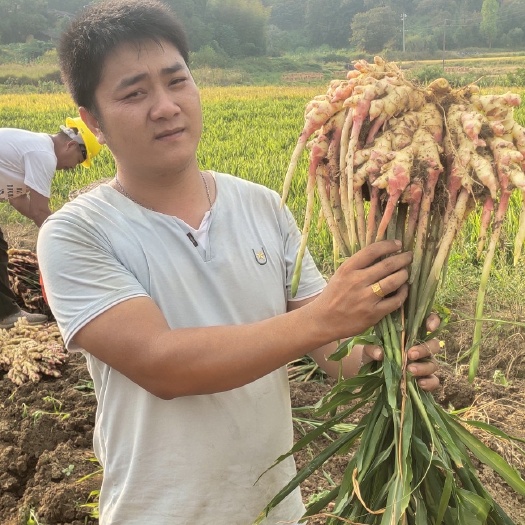 汝城县湖南省汝城县山地现挖小黄姜大量现货，入窖，入库
