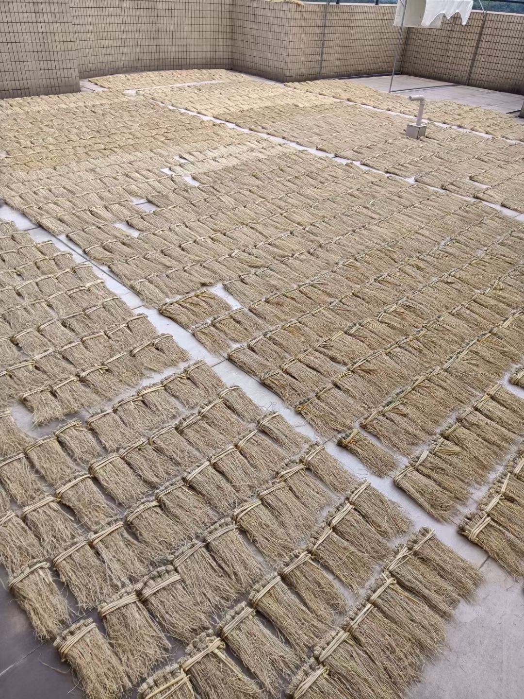 养肝草新货，种植大户追求品质漂亮一手货源一年四季现挖现卖