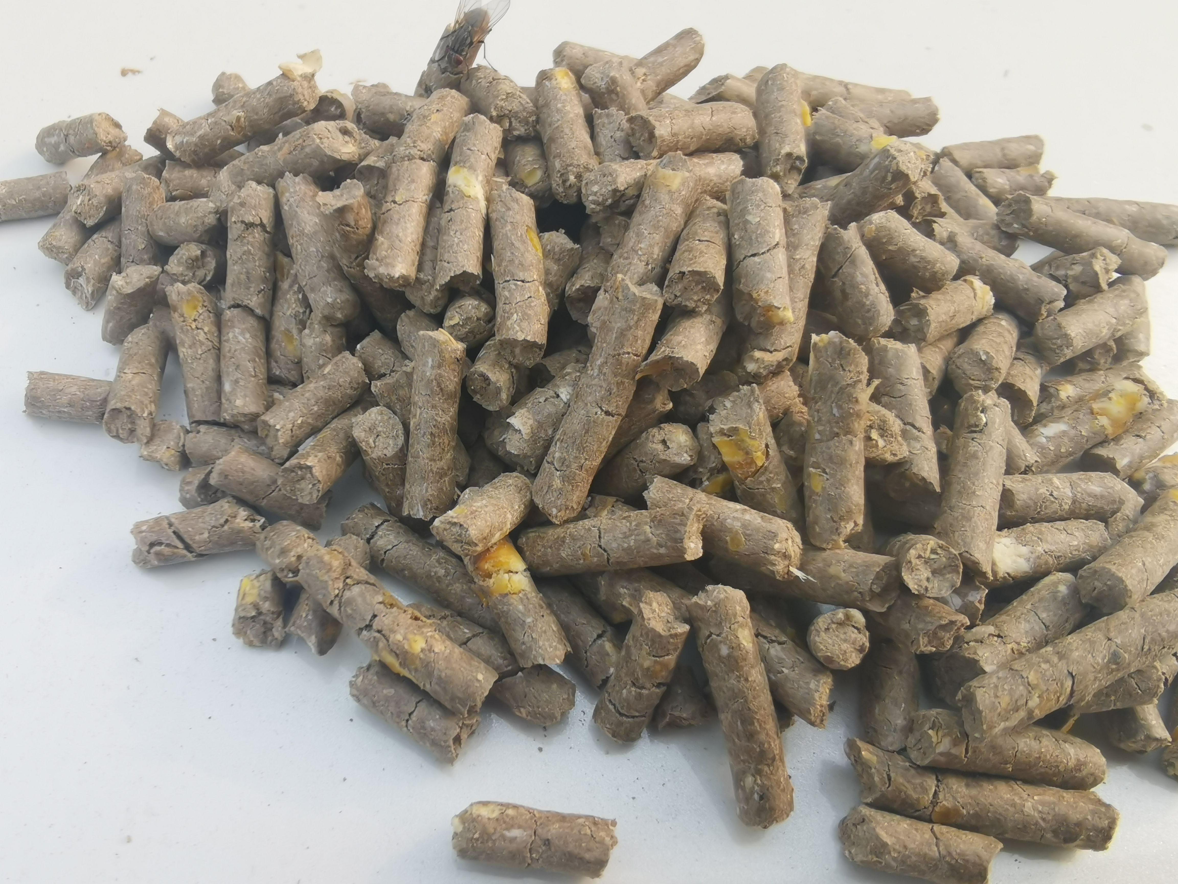 禾谷饲料，碎玉米，通用颗粒，鸡鸭鹅猪牛羊好饲料，现货，随时发