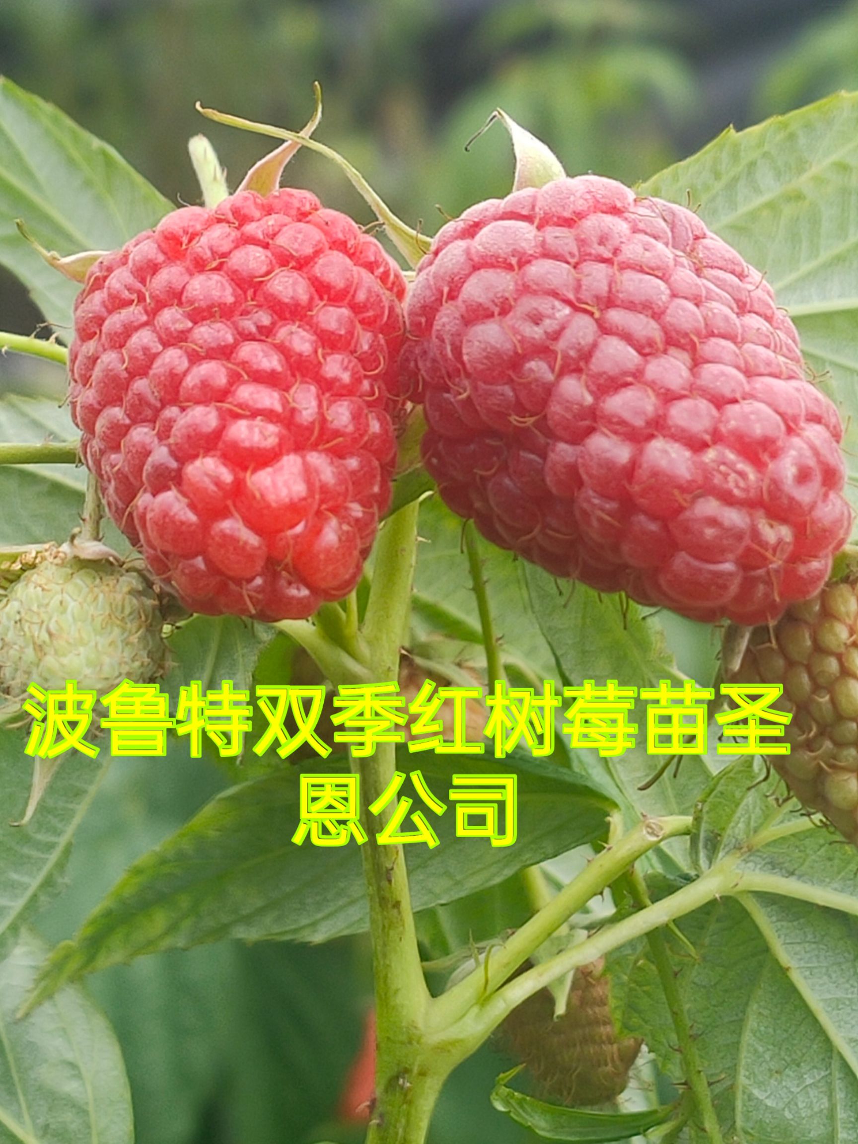 双季树莓苗  树莓苗，树莓苗当年栽苗，当年见果，产量高品质好