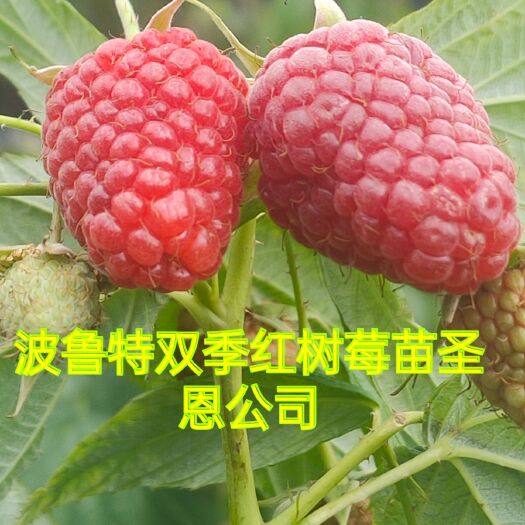 白山双季树莓苗  树莓苗，树莓苗当年栽苗，当年见果，产量高品质好
