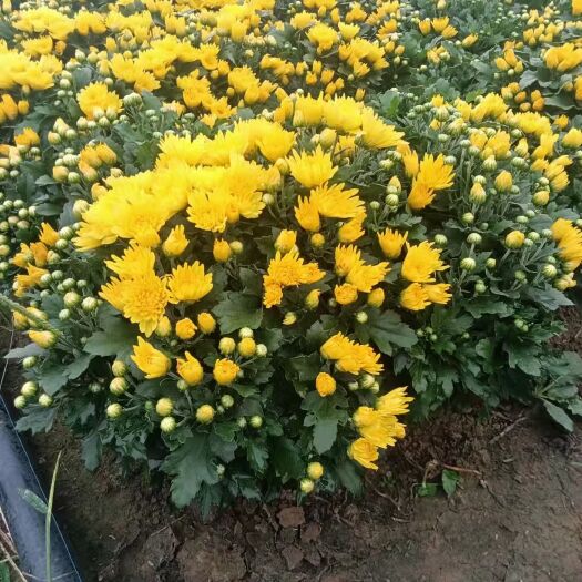 青州市国庆菊 九月菊 菊花 绿化苗木 杯苗 园林花卉产地直销 双色