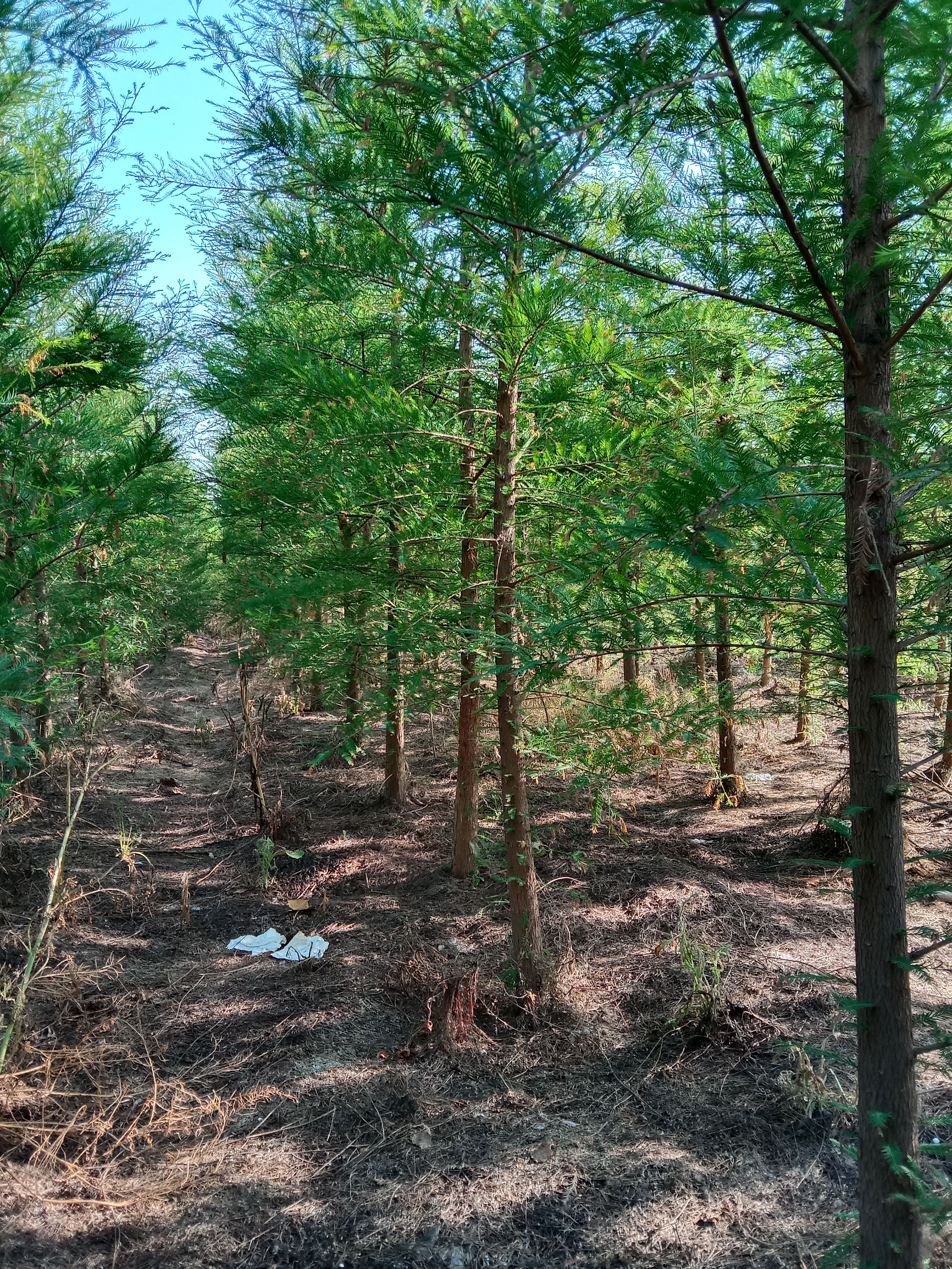  中山杉苗木  米径5公分