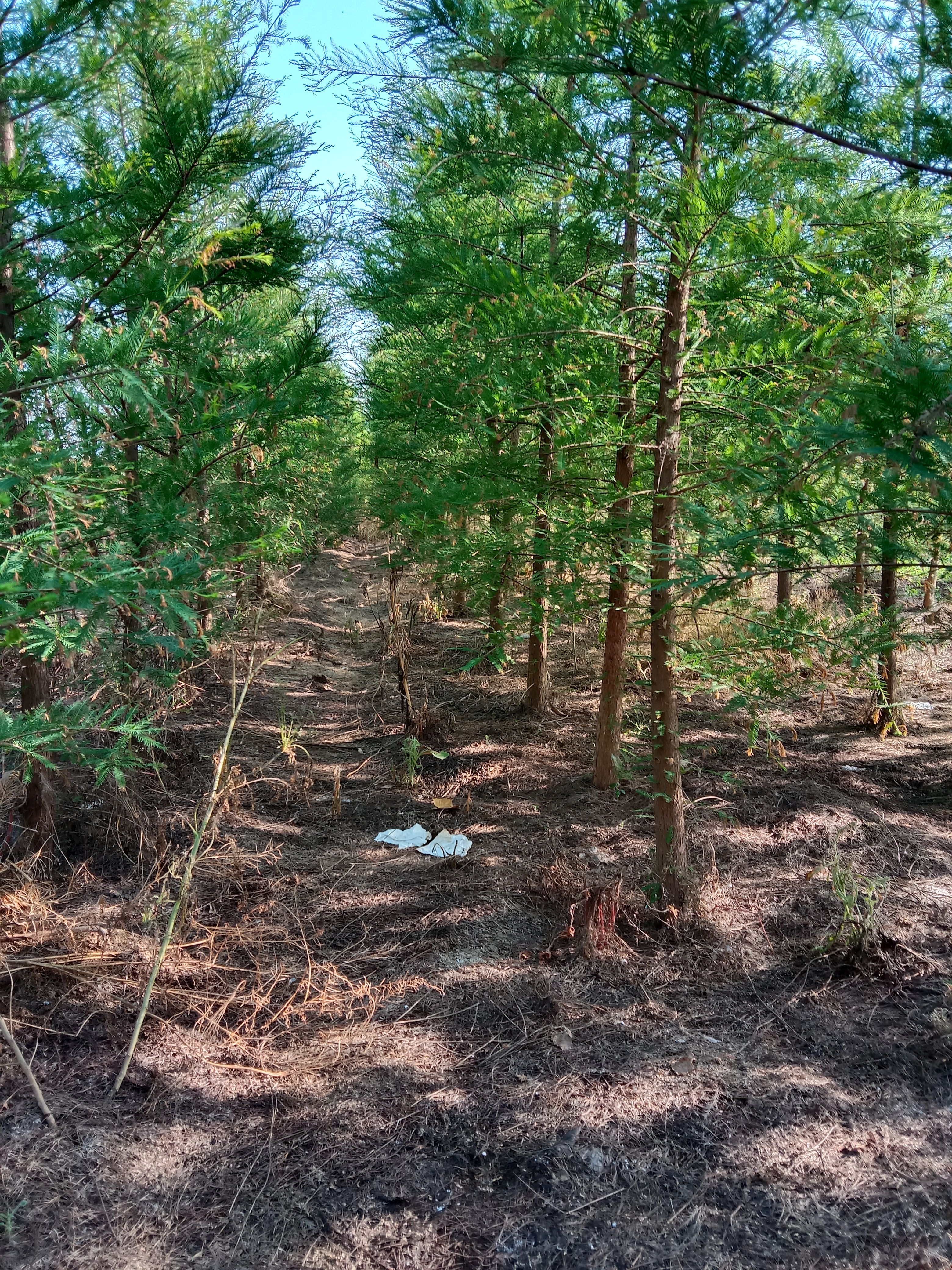  中山杉苗木  米径5公分