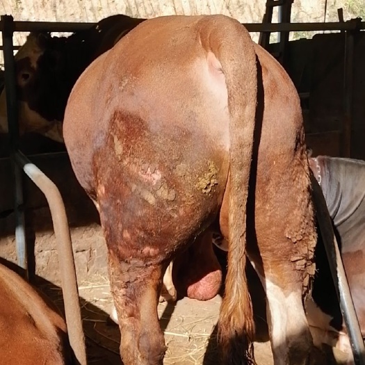 新干县活肉牛