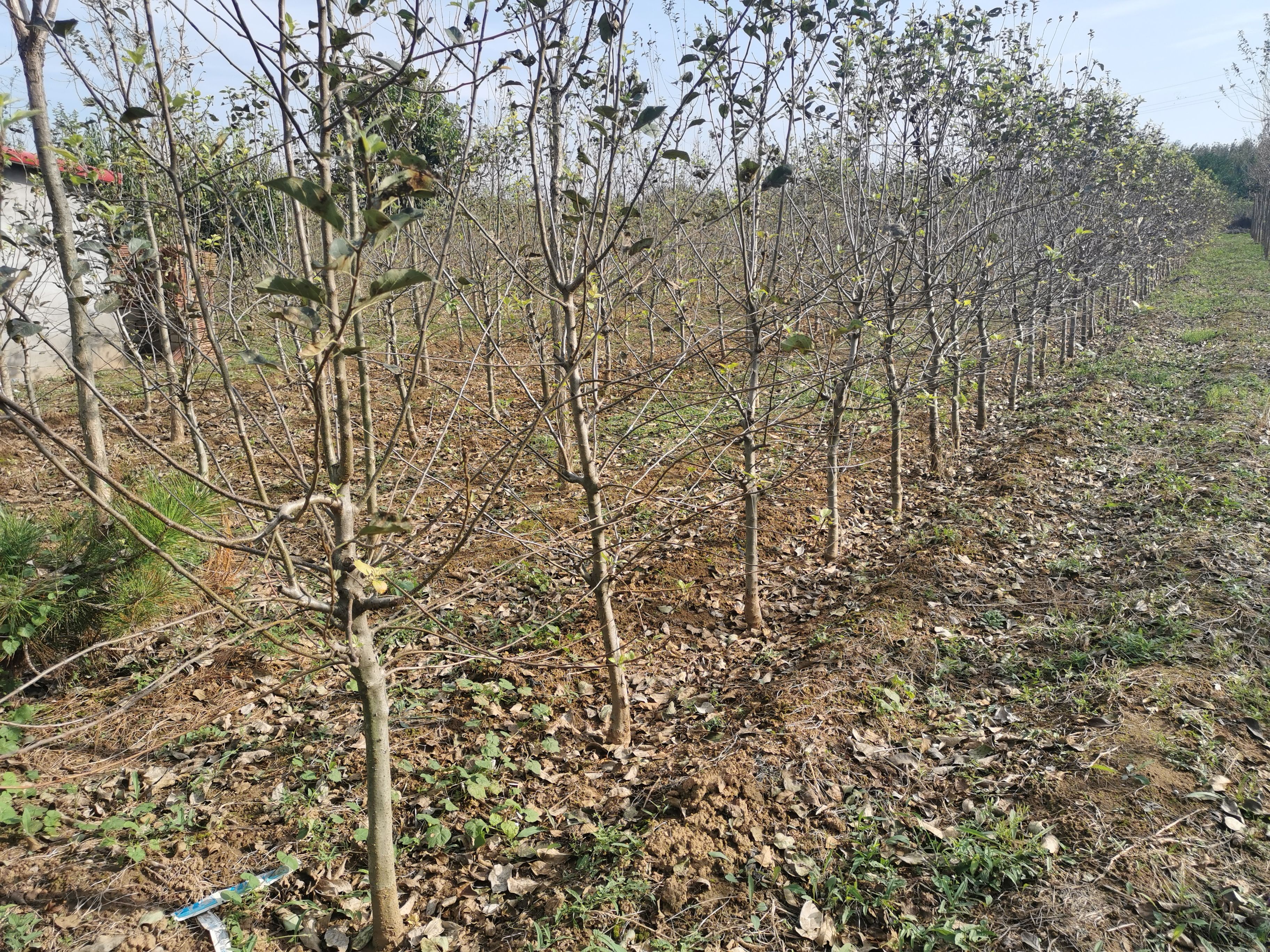 烟富3号苹果树苗 5-8公分苹果树