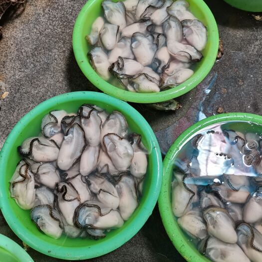 饶平县生蚝  当天现捞现撬，优选大个头蚝肉